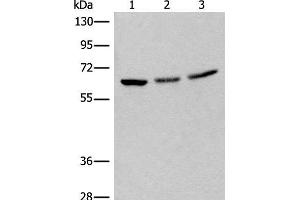 Western blot analysis of 293T cell lysates using BRD9 Polyclonal Antibody at dilution of 1:550 (BRD9 antibody)