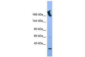 NUP155 antibody used at 0.