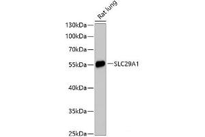 Western blot analysis of extracts of Rat lung using SLC29A1 Polyclonal Antibody at dilution of 1:3000. (SLC29A1 antibody)