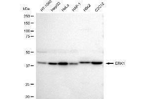 Western blotting analysis using ERK1 antibody (ABIN7799449). (Recombinant ERK1 antibody)