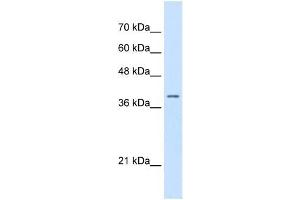 STRAP antibody used at 0. (STRAP antibody  (N-Term))