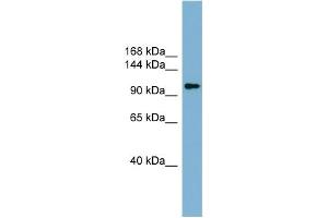 WB Suggested Anti-ACLY Antibody Titration:  0.