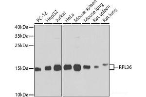 Western blot analysis of extracts of various cell lines using RPL36 Polyclonal Antibody at dilution of 1:1000.