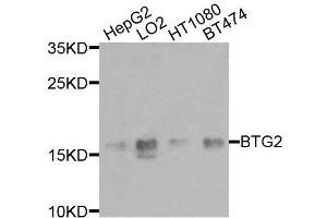 Western blot analysis of extracts of various cell lines, using BTG2 antibody (ABIN6003580) at 1/1000 dilution. (BTG2 antibody)