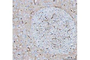 anti-Aquaporin 4 (AQP4) (AA 295-323), (C-Term) antibody