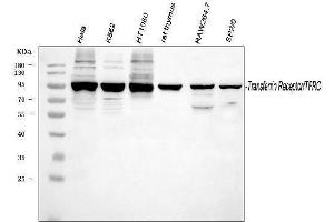 Western blot analysis of TFRC using anti-TFRC antibody (ABIN3043538).