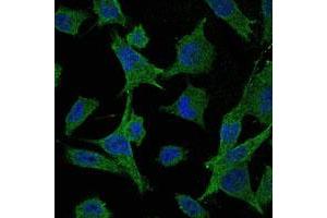 Immunofluorescence analysis of HeLa cells using MAP2K6 monoclonal antibody, clone 3H12C8  (green). (MAP2K6 antibody)