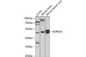 Western blot analysis of extracts of various cell lines, using A antibody (ABIN3016751, ABIN3016752, ABIN3016753 and ABIN6219833) at 1:1000 dilution. (ADRA2A antibody  (AA 240-380))