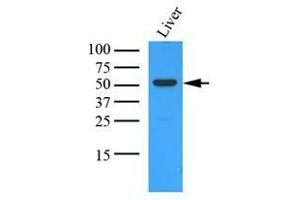 Western Blotting (WB) image for anti-Ornithine Aminotransferase (OAT) (AA 33-439) antibody (ABIN487353) (OAT antibody  (AA 33-439))