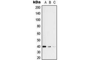 Western Blotting (WB) image for anti-Replication Factor C (Activator 1) 3, 38kDa (RFC3) (Center) antibody (ABIN7296830)