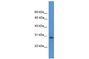 WB Suggested Anti-TNFRSF4 Antibody Titration: 0. (TNFRSF4 antibody  (Middle Region))