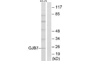 Western blot analysis of extracts from HT-29 cells, using GJB7 antibody. (GJB7 antibody  (Internal Region))