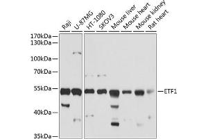 Western blot analysis of extracts of various cell lines, using ETF1 antibody (ABIN6129660, ABIN6140313, ABIN6140314 and ABIN6221622) at 1:1000 dilution. (ETF1 antibody  (AA 278-437))