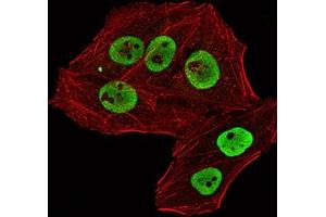 Immunofluorescence analysis of Hela cells using RBBP7 mouse mAb (green).