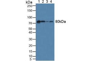 Figure. (Fibulin 1 antibody  (AA 127-243))