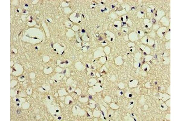 PNMA5 antibody  (AA 4-442)