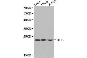 Western blot analysis of extracts of various cell lines, using ITPA antibody. (ITPA antibody  (AA 1-194))