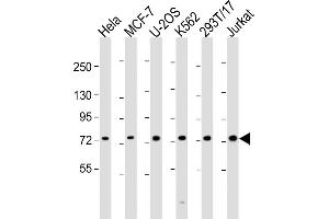 All lanes : Anti-NDC80 Antibody (C-Term) at 1:2000 dilution Lane 1: Hela whole cell lysate Lane 2: MCF-7 whole cell lysate Lane 3: U-2OS whole cell lysate Lane 4: K562 whole cell lysate Lane 5: 293T/17 whole cell lysate Lane 6: Jurkat whole cell lysate Lysates/proteins at 20 μg per lane. (NDC80 antibody  (AA 594-628))