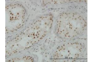 Image no. 3 for anti-CLK3 (CLK3) (AA 36-136) antibody (ABIN598614) (CLK3 antibody  (AA 36-136))