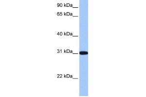 RFPL2 antibody used at 1 ug/ml to detect target protein. (RFPL2 antibody  (C-Term))