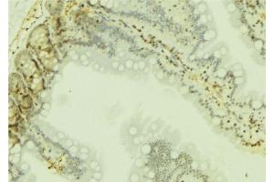 ABIN6274751 at 1/100 staining Mouse colon tissue by IHC-P. (RPS19 antibody  (Internal Region))