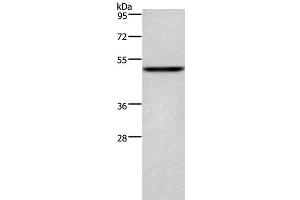 Western Blot analysis of Mouse heart tissue using CKMT2 Polyclonal Antibody at dilution of 1:700