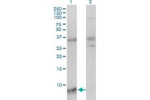 Western Blot analysis of SNRPG expression in transfected 293T cell line by SNRPG monoclonal antibody (M01), clone 2H8-1C12.