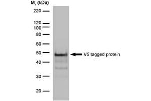 Image no. 2 for anti-V5 Epitope Tag antibody (ABIN7472931) (V5 Epitope Tag antibody)