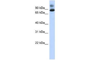 Western Blotting (WB) image for anti-SIX Homeobox 4 (SIX4) antibody (ABIN2458376) (SIX4 antibody)