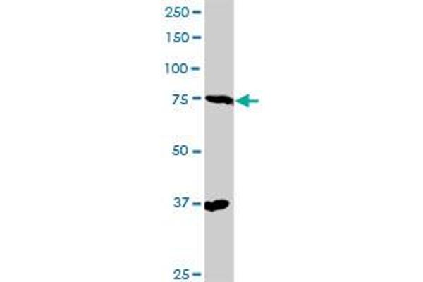 RAD17 antibody  (AA 1-584)