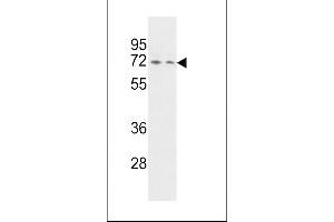 Western blot analysis of HNRPQ Antibody (C-term) (ABIN392324 and ABIN2841972) in Hela and Jurkat cell line lysates (35 μg/lane).