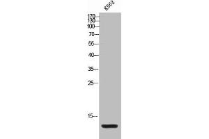 Western Blot analysis of K562 cells using MIP-1b Polyclonal Antibody (CCL4L1 antibody  (Internal Region))