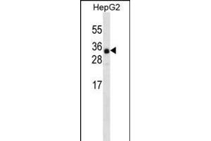 ANR46 Antibody (N-term) (ABIN656339 and ABIN2845639) western blot analysis in HepG2 cell line lysates (35 μg/lane). (ANKRD46 antibody  (N-Term))
