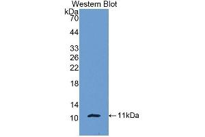 Western Blotting (WB) image for anti-Pro-Platelet Basic Protein (Chemokine (C-X-C Motif) Ligand 7) (PPBP) (AA 40-113) antibody (ABIN1172793) (CXCL7 antibody  (AA 40-113))