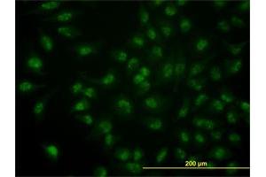 Immunofluorescence (IF) image for anti-CDC14 Cell Division Cycle 14 Homolog A (CDC14A) (AA 431-530) antibody (ABIN563689)