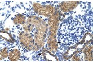 Immunohistochemical staining (Formalin-fixed paraffin-embedded sections) of human kidney with GTF3C5 polyclonal antibody  at 4-8 ug/mL working concentration. (GTF3C5 antibody  (N-Term))