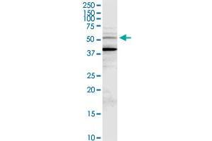 MDM4 MaxPab rabbit polyclonal antibody. (MDM4-binding Protein antibody  (AA 1-490))