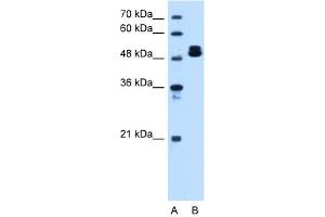 ATP5B antibody - C-terminal region  validated by WB using HepG2 cell lysate at 1. (ATP5B antibody  (C-Term))