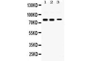Western blot analysis of Synapsin I expression in rat brain extract ( Lane 1), mouse brain extract ( Lane 2), and SHG-44 whole cell lysates ( Lane 3). (SYN1 antibody  (C-Term))