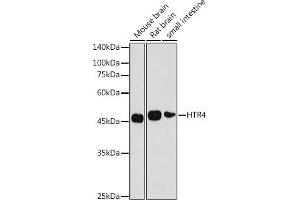 Western blot analysis of extracts of various cell lines, using HTR4 antibody (ABIN3016732, ABIN1680374 and ABIN7101499) at 1:1000 dilution. (Serotonin Receptor 4 antibody)