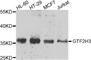 Western blot analysis of extracts of various cell lines, using GTF2H3 antibody (ABIN5974322) at 1/1000 dilution. (GTF2H3 antibody)