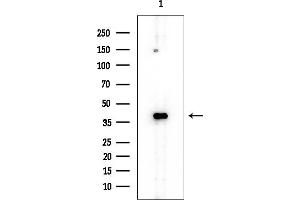 Western blot analysis of lysates from Mouse brain, using ELAVL2 Mouse Monoclonal Antibody at 1/1000 dilution.