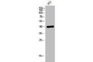 Western Blot analysis of 3T3 cells using EDG-7 Polyclonal Antibody (LPAR3 antibody  (C-Term))
