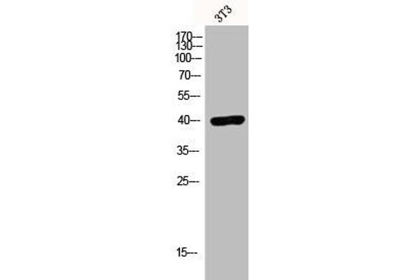 LPAR3 antibody  (C-Term)