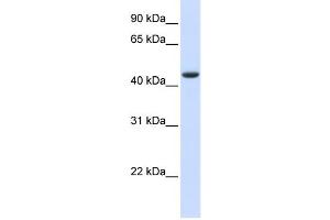 Western Blotting (WB) image for anti-tRNA Aspartic Acid Methyltransferase 1 (TRDMT1) antibody (ABIN2459213) (Dnmt2 antibody)