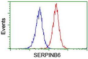 Image no. 2 for anti-serpin Peptidase Inhibitor, Clade B (Ovalbumin), Member 6 (SERPINB6) antibody (ABIN1500892) (SERPINB6 antibody)