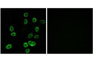 Immunofluorescence (IF) image for anti-ATP Synthase, H+ Transporting, Mitochondrial Fo Complex, Subunit C3 (Subunit 9) (ATP5G3) (N-Term) antibody (ABIN1850826)