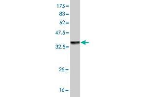 Western Blot detection against Immunogen (36. (TRIML1 antibody  (AA 369-468))