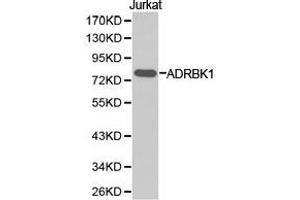 Western Blotting (WB) image for anti-Adrenergic, Beta, Receptor Kinase 1 (ADRBK1) antibody (ABIN1870847) (GRK2 antibody)