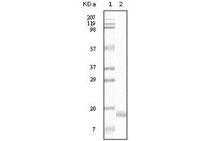 Western Blotting (WB) image for anti-Synuclein, alpha (SNCA) (truncated) antibody (ABIN2464103) (SNCA antibody  (truncated))